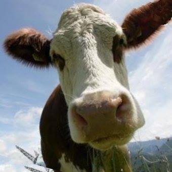 10361328 669459333168415 8181127312735668140 n.jpg? nc cat=108&ccb=1 7& nc sid=0be577& nc ohc=TQtsfZ.jpg