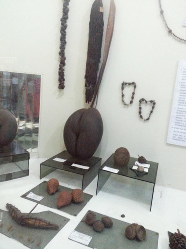 Museum Etnobotany Bogor, Herbarium Bogoriensis..jpg