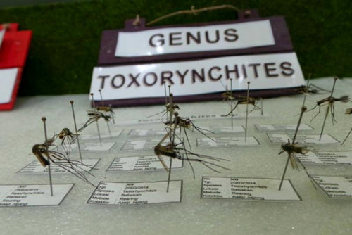 destinasi museum nyamuk 19 l.jpg