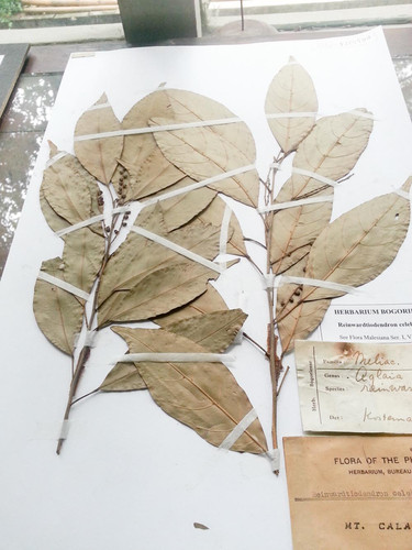 Museum Etnobotany Bogor, Herbarium Bogoriensis..jpg