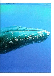 PENNY Naše země 080.jpg