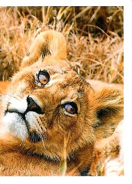 PENNY Naše země 107.jpg