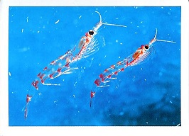 PENNY Naše země 086.jpg