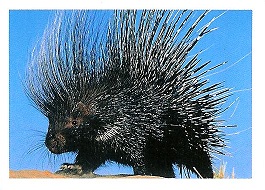 PENNY Naše země 095.jpg