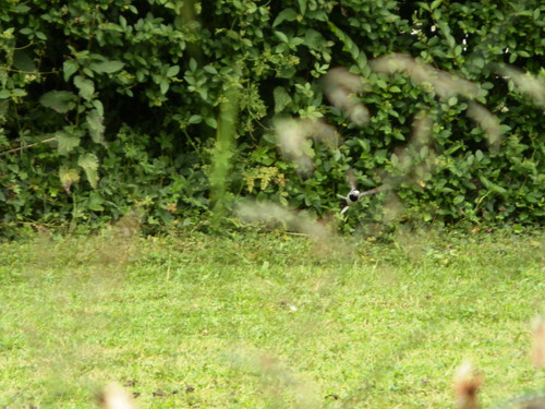 Olivet Bords du Loiret 46.jpg