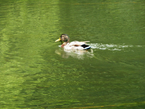Olivet Bords du Loiret 47.jpg