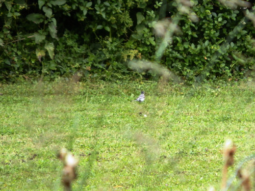Olivet Bords du Loiret 45.jpg