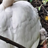 Olivet Bords du Loiret 28