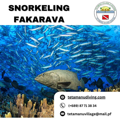 Snorkeling Fakarava: Where Rainbow Reefs and Reef Dwellers Play.jpg
