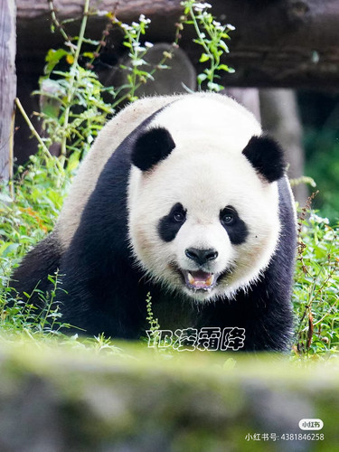 Camera 1040g0k0313taiiqv1e005p27jnjkmg2pheg8vc8.jpg