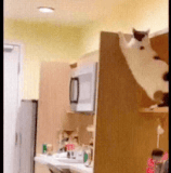 上不去就买不了橘子了.gif