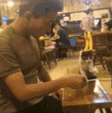 喵：你当我是傻还是瞎？.gif