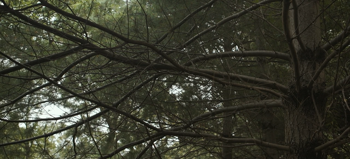 Oxalis.2018.720p.AMZN.WEB DL.DDP5.1.H.264 NTG.mkv.1:12:14.width=350.png