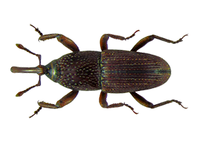 Weevil.png