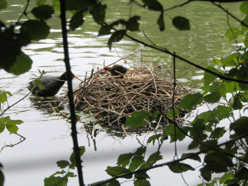 Olivet Bords du Loiret 64.jpg