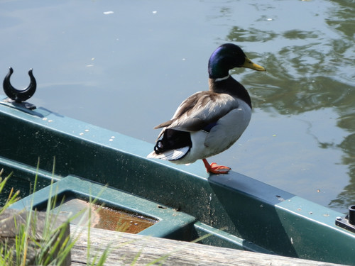 Olivet Bords du Loiret 77.jpg