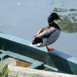 Olivet Bords du Loiret 77