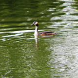 Olivet Bords du Loiret 100