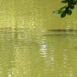 Olivet Bords du Loiret 96
