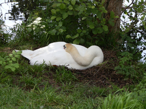 Olivet Bords du Loiret 98.jpg