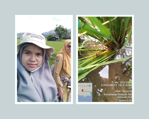 Poktan Muaro Hijau 22.jpg