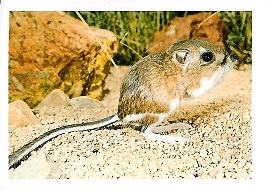 PENNY Naše země 005.jpg