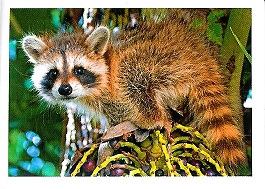 PENNY Naše země 010.jpg