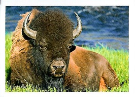 PENNY Naše země 012.jpg