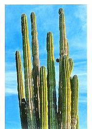 PENNY Naše země 003.jpg