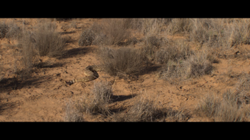 Rattlesnake.2019.720p.NF.WEB DL.DDP5.1.x264 NTG.mkv.0:21:24.optimized=high.width=350.png