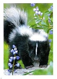 PENNY Naše země 024.jpg