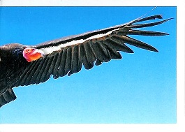 PENNY Naše země 034.jpg