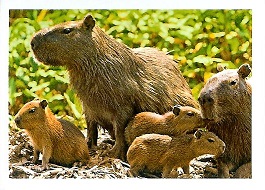 PENNY Naše země 038.jpg