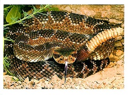 PENNY Naše země 022.jpg