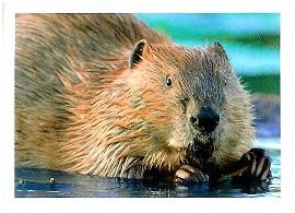 PENNY Naše země 031.jpg