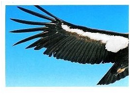 PENNY Naše země 033.jpg