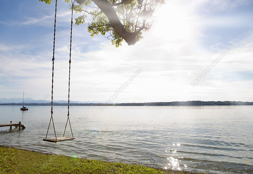 Empty tree swing by lake.jpg