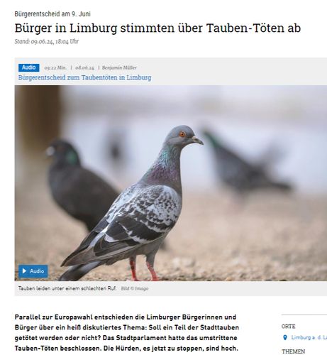 tauben.png