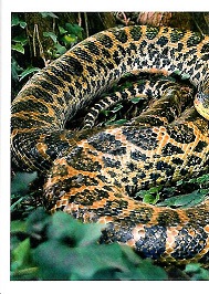 PENNY Naše země 060.jpg