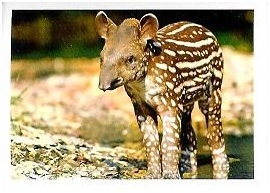 PENNY Naše země 070.jpg