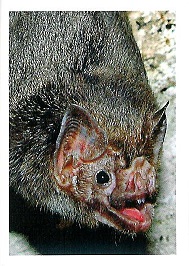 PENNY Naše země 068.jpg