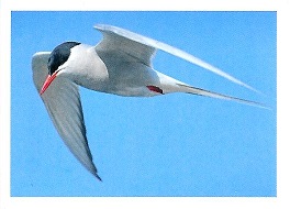 PENNY Naše země 075.jpg