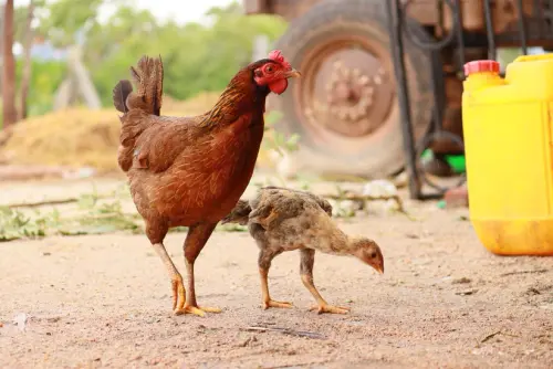 Best Desi Hen in Hyderabad.webp