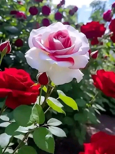 1700067594513.jpg