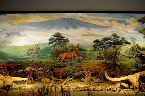 fosil kepala kerbau yang di temukan di sangiran pada zaman dahulu kawasan sangiran adalah lembah yan.jpg