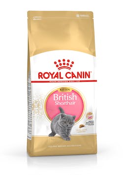 British Shorthair Kitten 2 KG.jpg