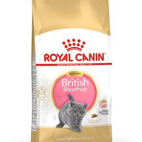 British Shorthair Kitten 2 KG