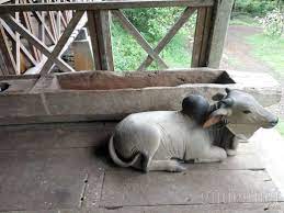 Museum Kayu Wanagama(2).jpg