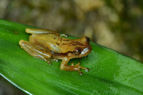 Phyllodytes iuna Photo by Rafa.jpg