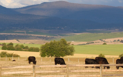 Sustainable Beef Farming in South Africa.png